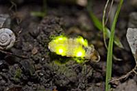 Common Glow Worm (Lampyris noctiluca) female showi