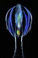 Sea Gooseberry (Pleurobrachia pileus) comb jelly, 