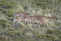 Mountain Lion (Puma concolor) female hunting, Torr