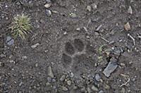 Mountain Lion (Puma concolor) track, Torres del Pa