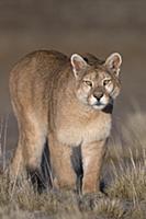 Mountain Lion (Puma concolor), Torres del Paine Na