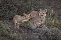 Mountain Lion (Puma concolor) mother and cubs, Tor