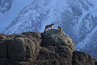 Mountain Lion (Puma concolor) male and female, Tor