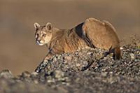 Mountain Lion (Puma concolor) female, Torres del P