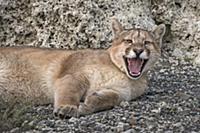 Mountain Lion (Puma concolor) sub-adult yawning, T