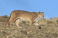 Mountain Lion (Puma concolor) female, Torres del P