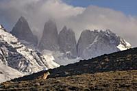 Mountain Lion (Puma concolor) and mountains, Torre