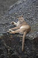 Mountain Lion (Puma concolor) sub-adult male, Torr