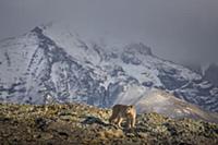 Mountain Lion (Puma concolor) female and mountains