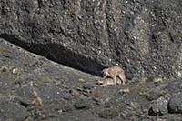 Mountain Lion (Puma concolor) pair mating, Torres 