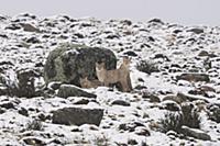 Mountain Lion (Puma concolor) mother and cubs in s