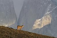 Mountain Lion (Puma concolor), Torres del Paine Na