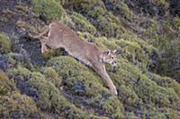 Mountain Lion (Puma concolor) female stalking, Tor