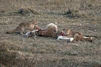 Mountain Lion (Puma concolor) young cubs feeding o