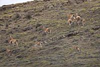 Mountain Lion (Puma concolor) chasing Guanaco (Lam