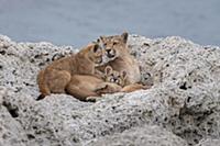 Mountain Lion (Puma concolor) mother and young cub