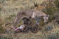 Mountain Lion (Puma concolor) female caching Guana