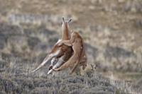 Mountain Lion (Puma concolor) hunting Guanaco (Lam