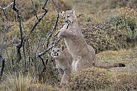 Mountain Lion (Puma concolor) four month old cubs 