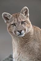 Mountain Lion (Puma concolor), Torres del Paine Na