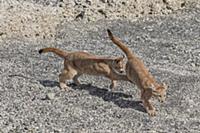 Mountain Lion (Puma concolor) young cubs playing, 