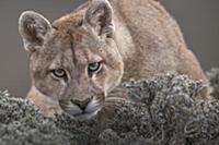 Mountain Lion (Puma concolor), Torres del Paine Na