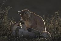 Mountain Lion (Puma concolor) sub-adult sisters pl