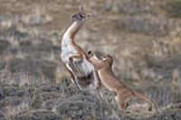 Mountain Lion (Puma concolor) hunting Guanaco (Lam