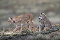 Mountain Lion (Puma concolor) mother and four mont