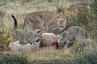 Mountain Lion (Puma concolor) mother and four mont