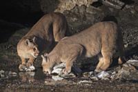 Mountain Lion (Puma concolor) sub-adult sisters dr