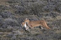 Mountain Lion (Puma concolor) female carrying Euro