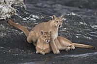 Mountain Lion (Puma concolor) mother and cub, Torr