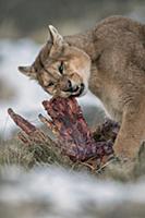 Mountain Lion (Puma concolor) male feeding on Guan