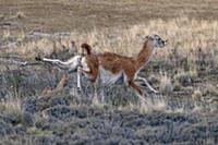 Mountain Lion (Puma concolor) escaping from Mounta