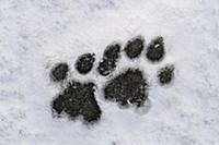 Mountain Lion (Puma concolor) tracks in snow, Torr