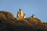 Mountain Lion (Puma concolor) mother and young cub