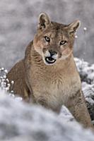 Mountain Lion (Puma concolor) female in snow, Torr