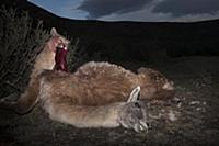 Mountain Lion (Puma concolor) sub-adult feeding on