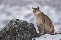 Mountain Lion (Puma concolor) female in snow, Torr