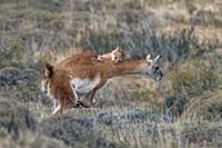 Mountain Lion (Puma concolor) hunting Guanaco (Lam