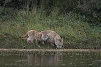 Mountain Lion (Puma concolor) mother and cub drink