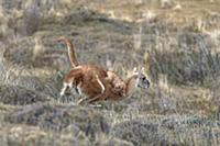 Mountain Lion (Puma concolor) hunting Guanaco (Lam