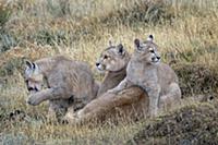 Mountain Lion (Puma concolor) mother with four mon