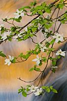 Mountain Dogwood (Cornus nuttallii) flowering, Mer