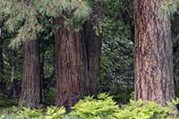 Jeffrey Pine (Pinus jeffreyi), Incense Cedar (Calo