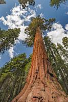 Giant Sequoia (Sequoiadendron giganteum) tree, Mar