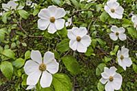 Mountain Dogwood (Cornus nuttallii) flowering, Mer