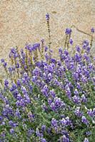 Lupine (Lupinus sp) flowering, Yosemite National P