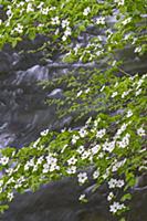 Mountain Dogwood (Cornus nuttallii) flowering, Mer